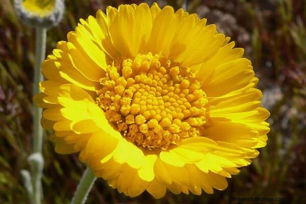 Mimpi Melihat Bunga Kuning Arti :Apa yang dilambangkan bunga kuning dalam mimpi?