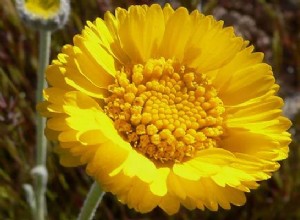 Vidět sen žlutých květů Význam:Co symbolizují žluté květy ve snech?