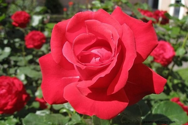 Κόκκινο τριαντάφυλλο στο όνειρο:Τι σημαίνει; Ας ερμηνεύσουμε τώρα