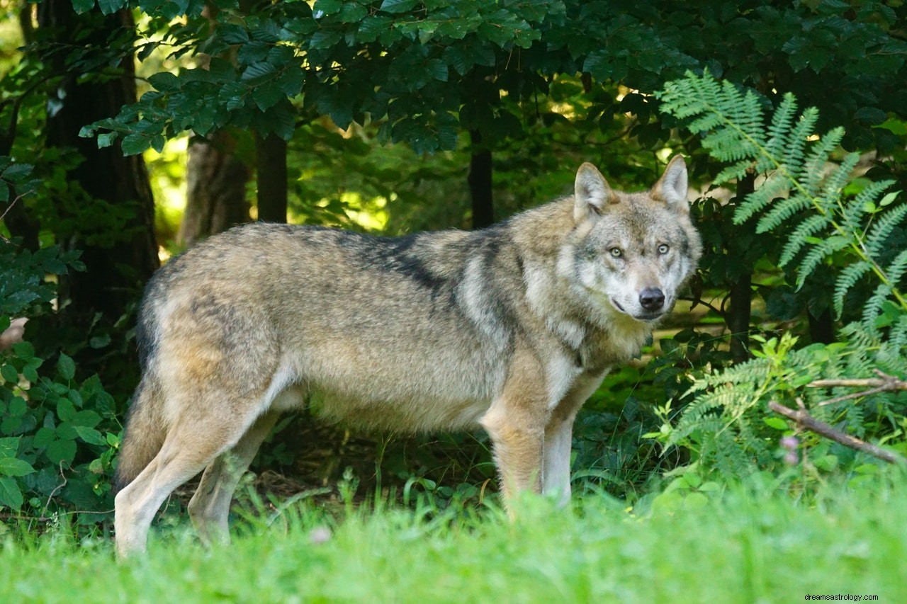 O significado e a interpretação dos sonhos do lobo