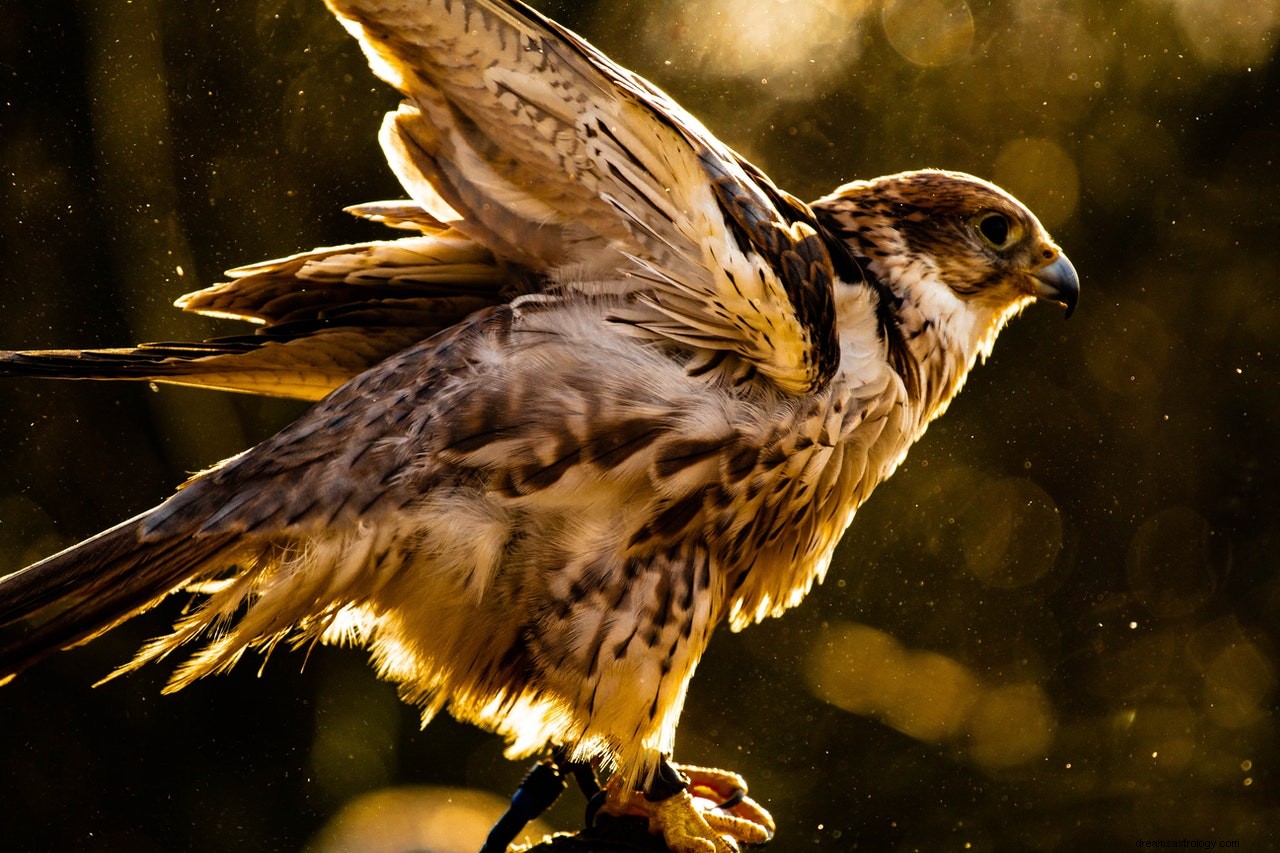 El significado y la interpretación de los sueños con halcones