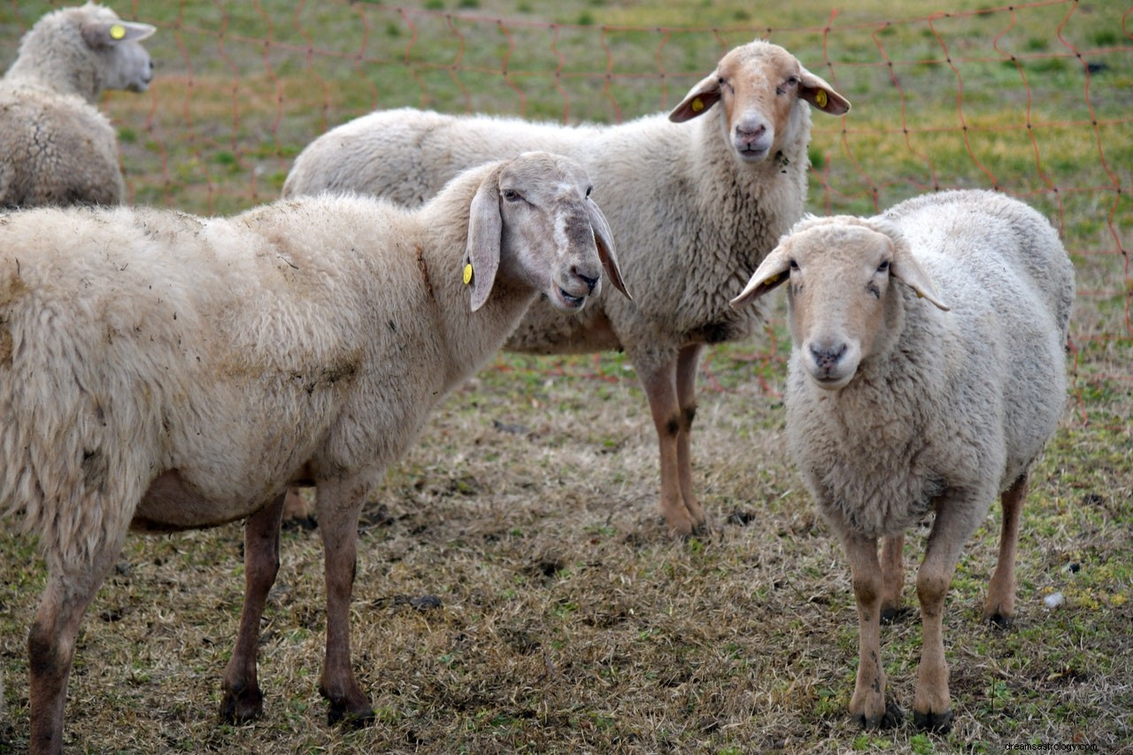 De betekenis en interpretatie van dromen over schapen