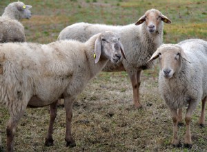 La signification et l interprétation des rêves de mouton