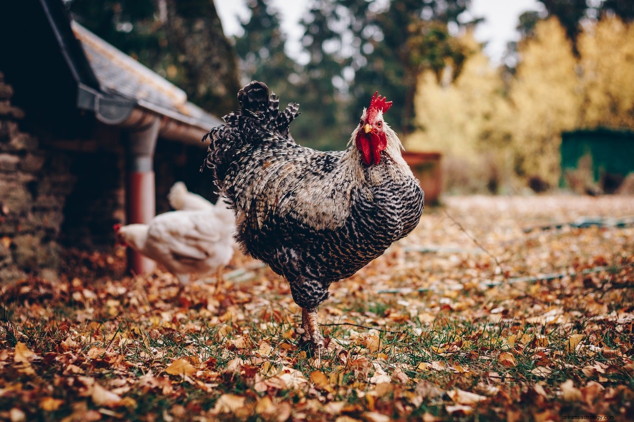 O significado e a interpretação dos sonhos com galinhas