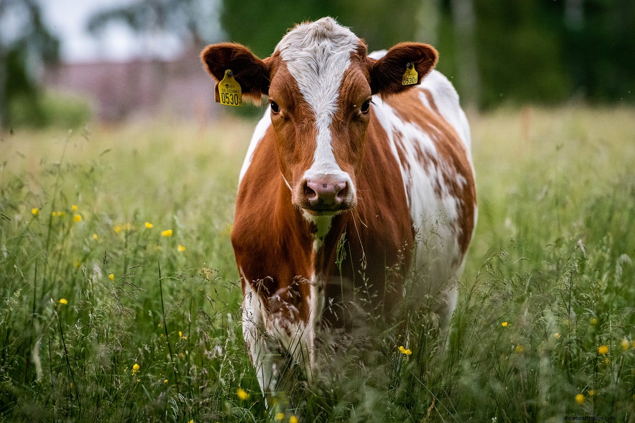 Die Bedeutung und Interpretation von Träumen über Kühe