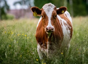 牛の夢の意味と解釈