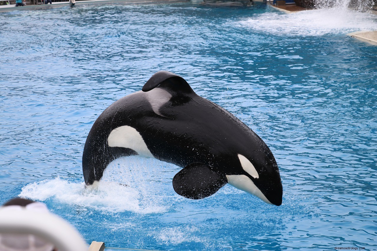 O significado e a interpretação dos sonhos com orcas