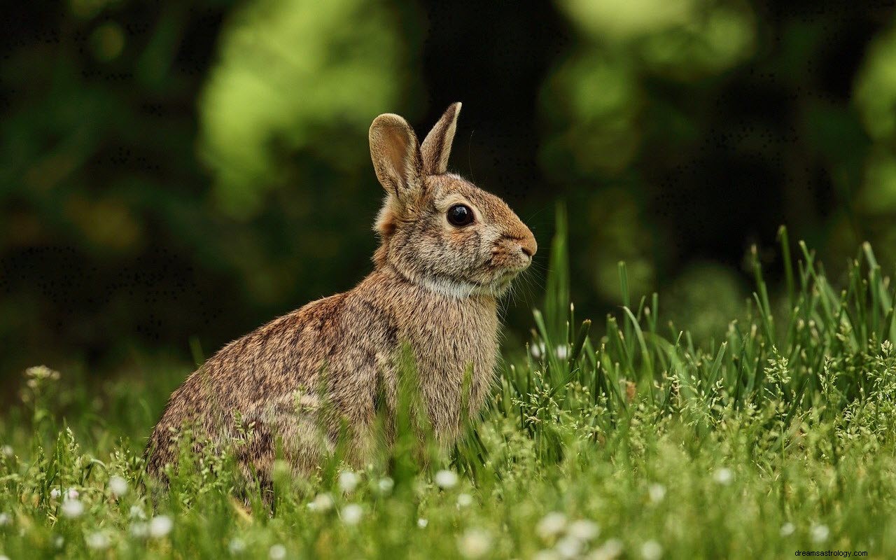 Die Bedeutung und Interpretation des Träumens von Kaninchen