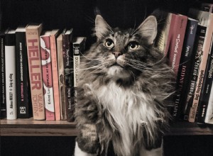 El significado y la interpretación de los sueños sobre gatos
