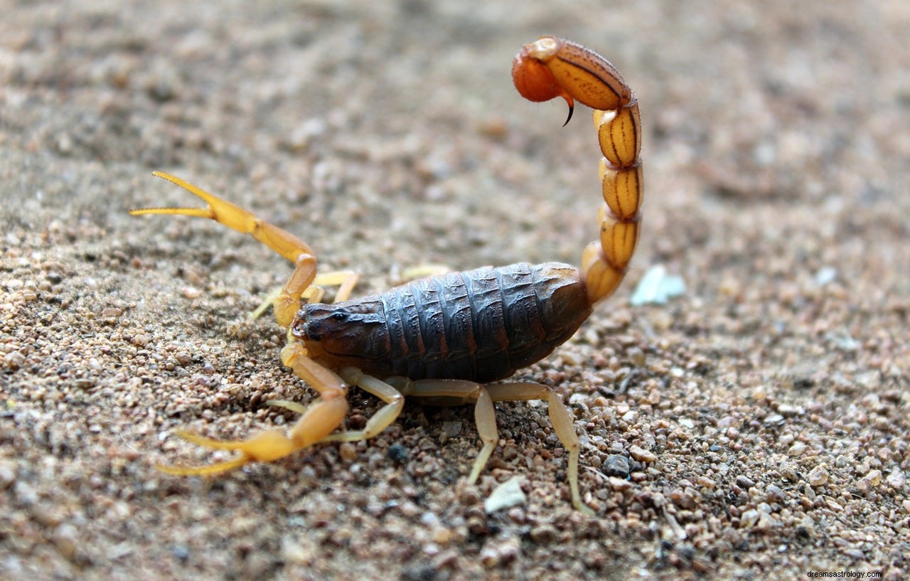 Betydningen og tolkningen av å drømme om skorpioner