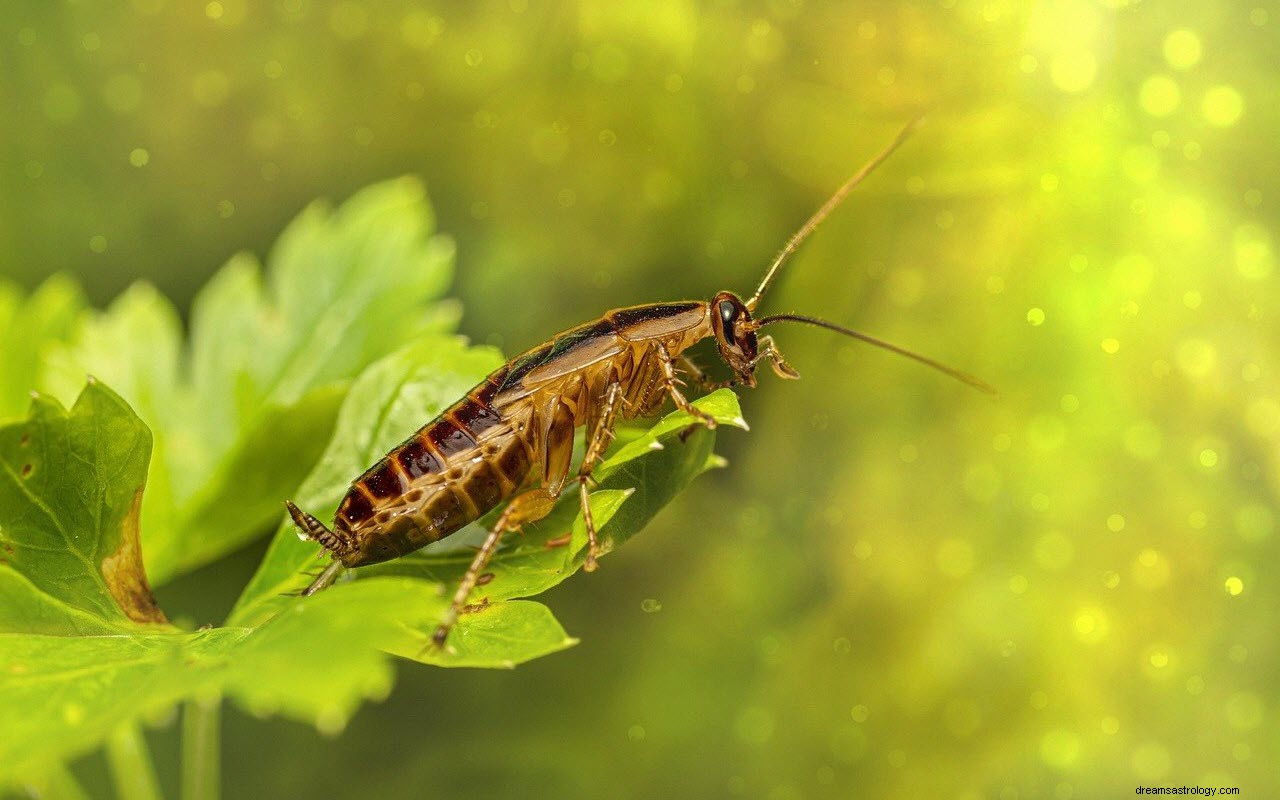 Betydningen og tolkningen av å drømme om kakerlakker 