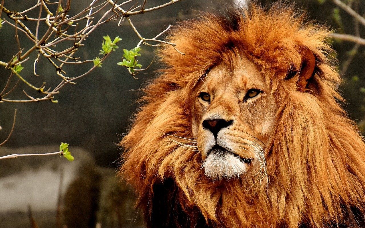 Die Bedeutung und Interpretation von Löwenträumen