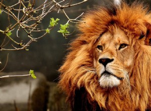 ライオンの夢の意味と解釈