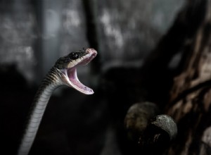 El Significado e Interpretación de Soñar con Serpientes