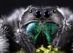 La signification et l interprétation des rêves d araignées