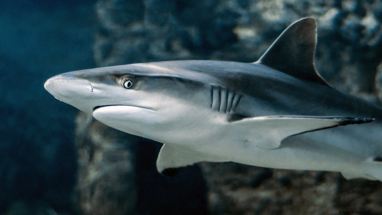 Meningen och tolkningen av att drömma om hajar
