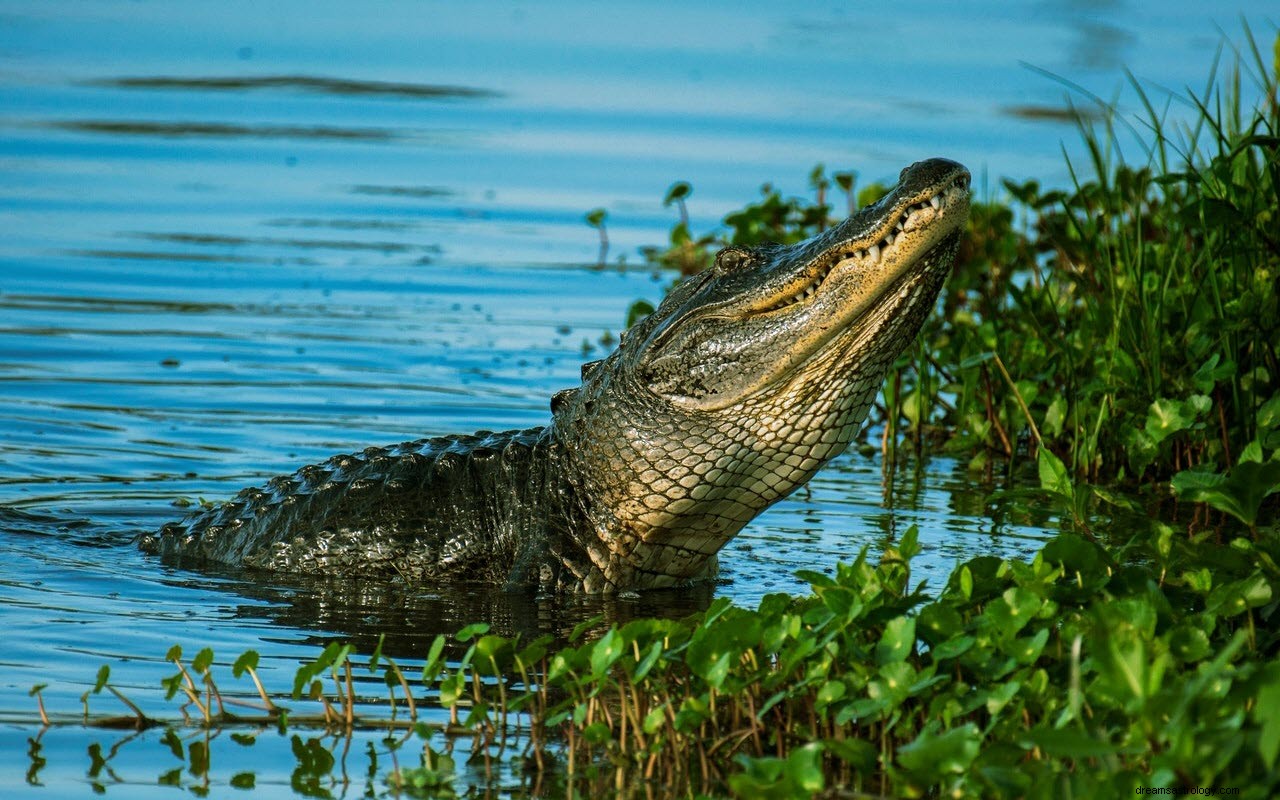 Betydningen og tolkningen av drømmer om alligatorer