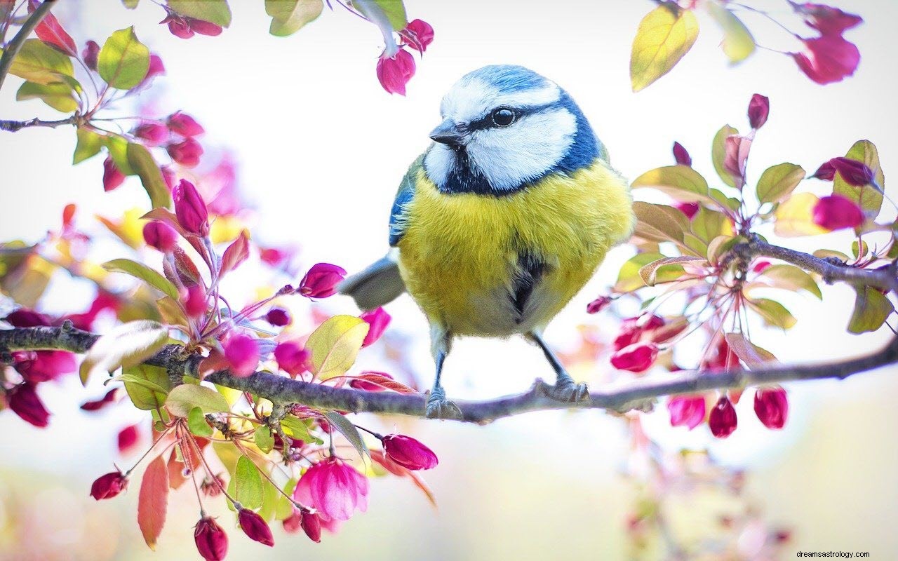 鳥の夢の意味と解釈