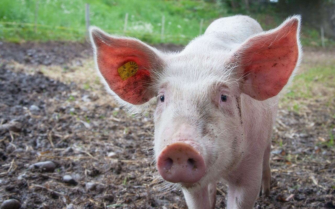 Significado e Interpretación de Sueños con Cerdos