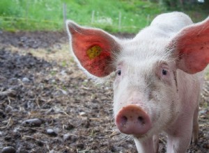 Significado e Interpretación de Sueños con Cerdos