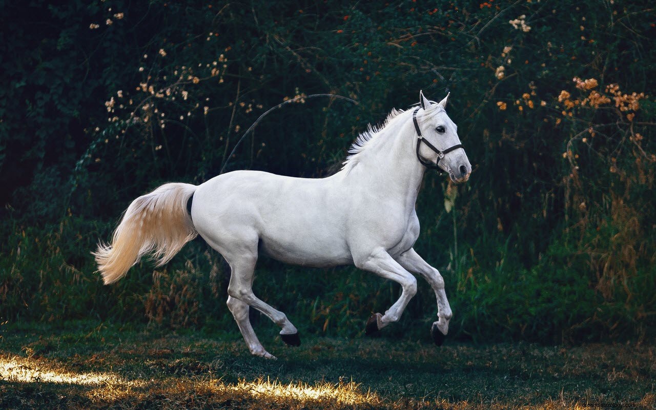 Meningen och tolkningen av hästar i drömmar