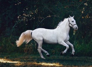 El significado y la interpretación de los caballos en los sueños