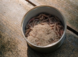 Meningen och tolkningen av att drömma om maggots