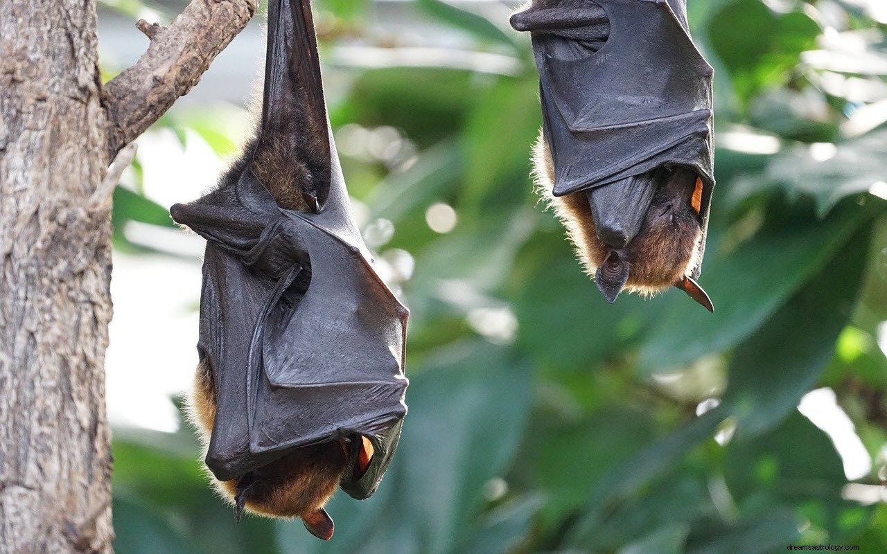 El significado y la interpretación de los sueños sobre murciélagos