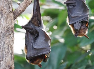 El significado y la interpretación de los sueños sobre murciélagos