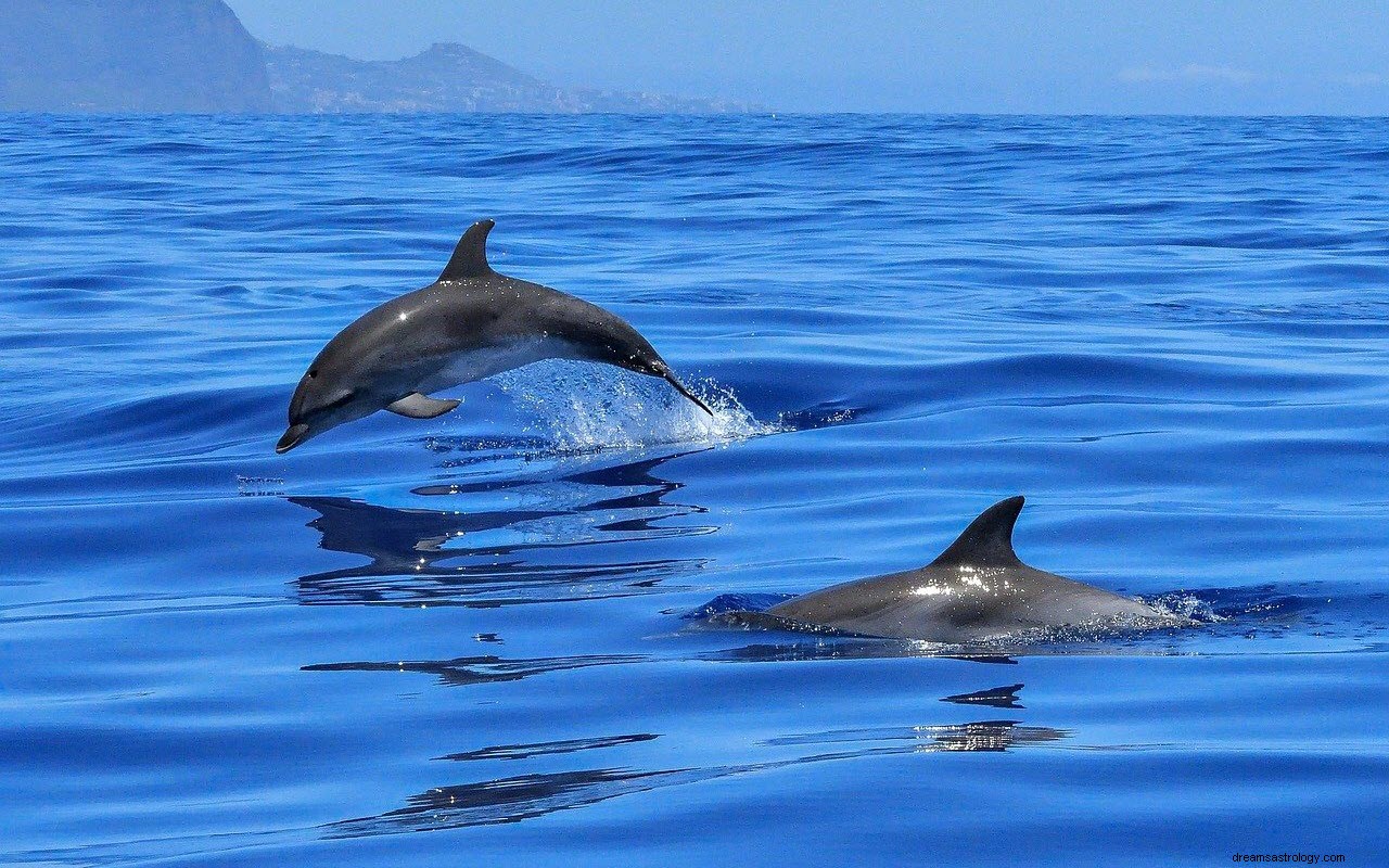 Význam a výklad snění o delfínech