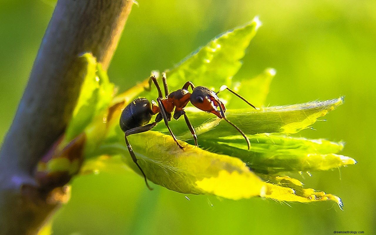 Meningen och tolkningen av att drömma om myror