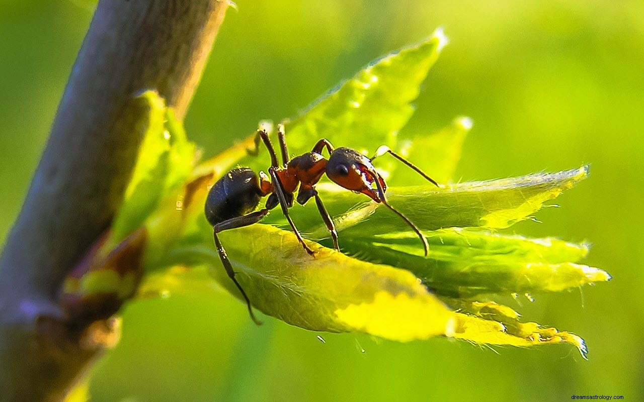 Significado e Interpretación de Soñar con Hormigas