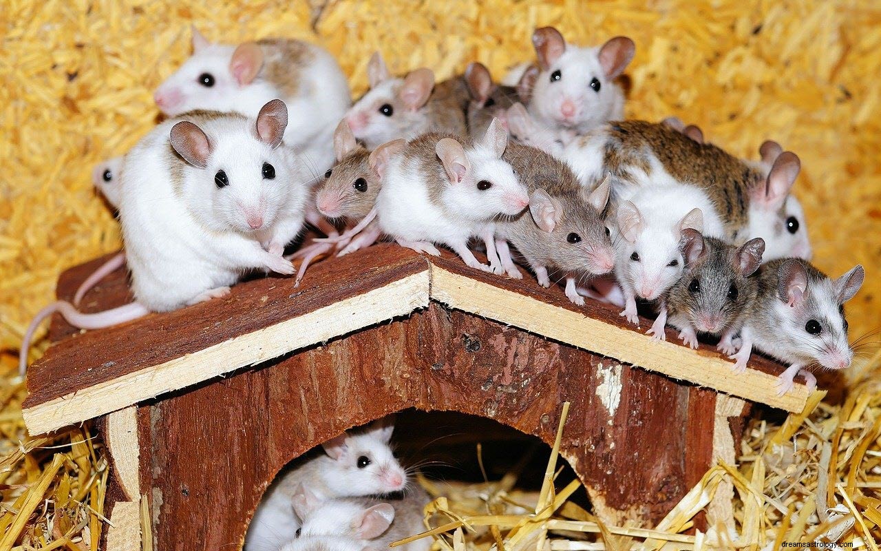 Il significato e l interpretazione del sogno di topi