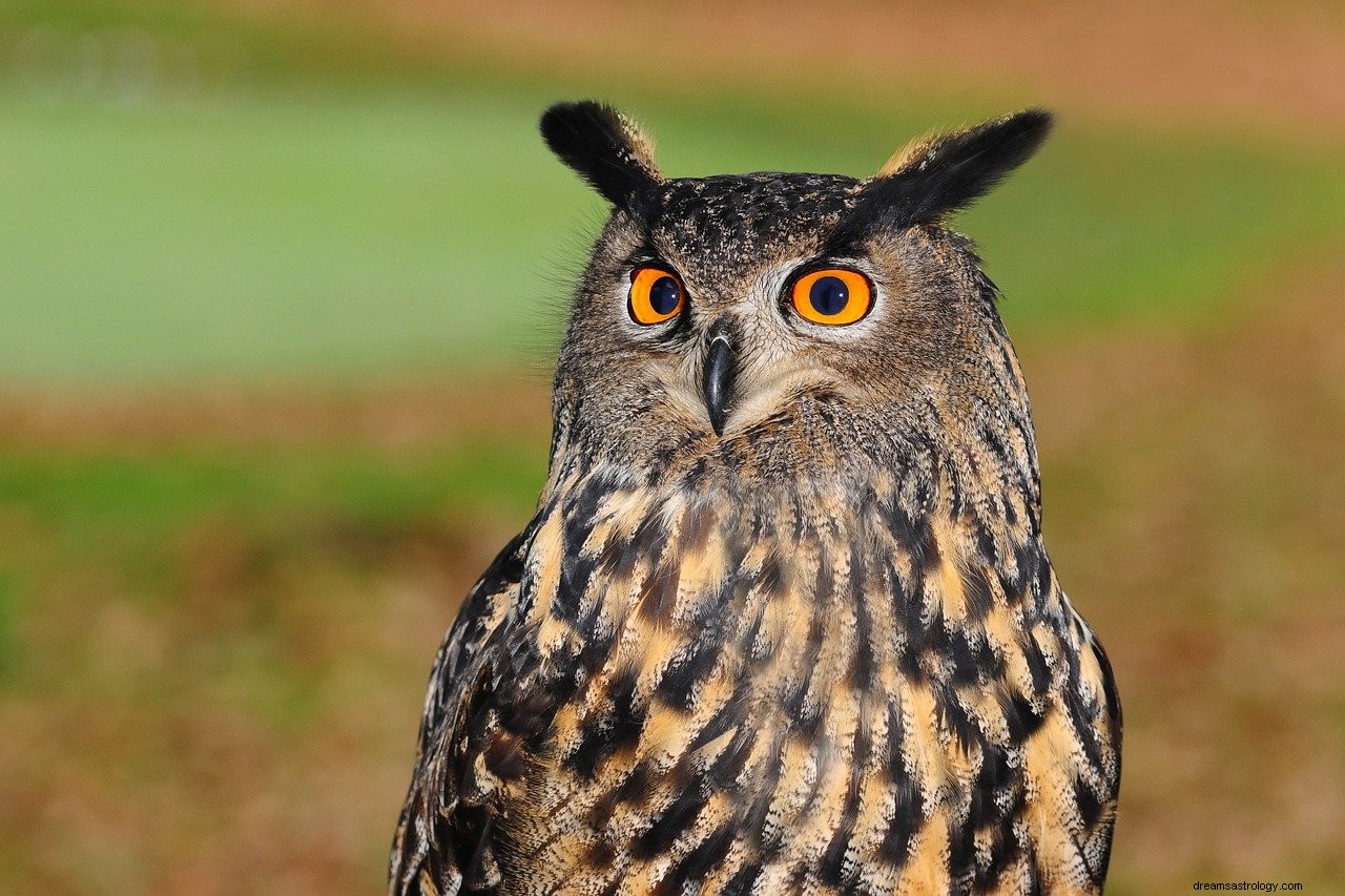 フクロウの夢の意味と解釈