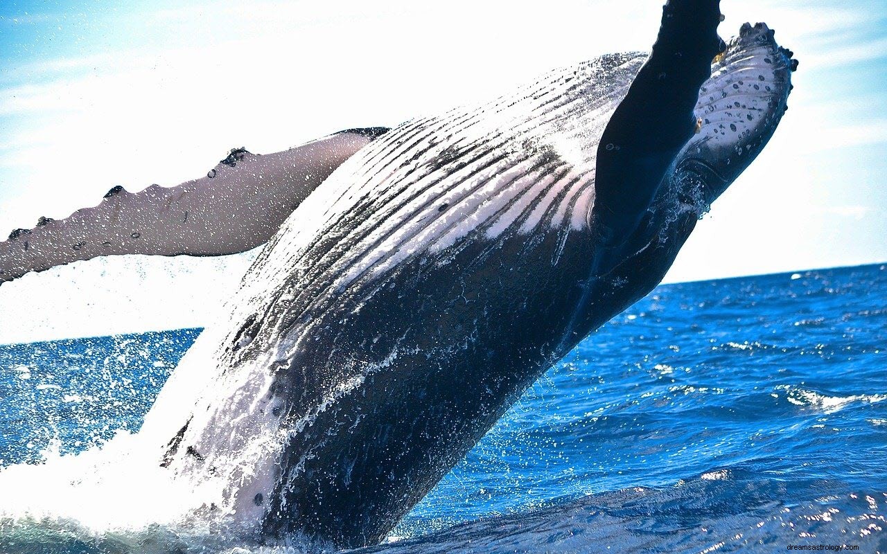 Betydningen og fortolkningen af ​​at drømme om hvaler