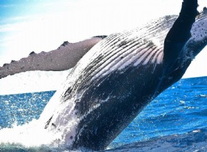 La signification et l interprétation du rêve de baleine