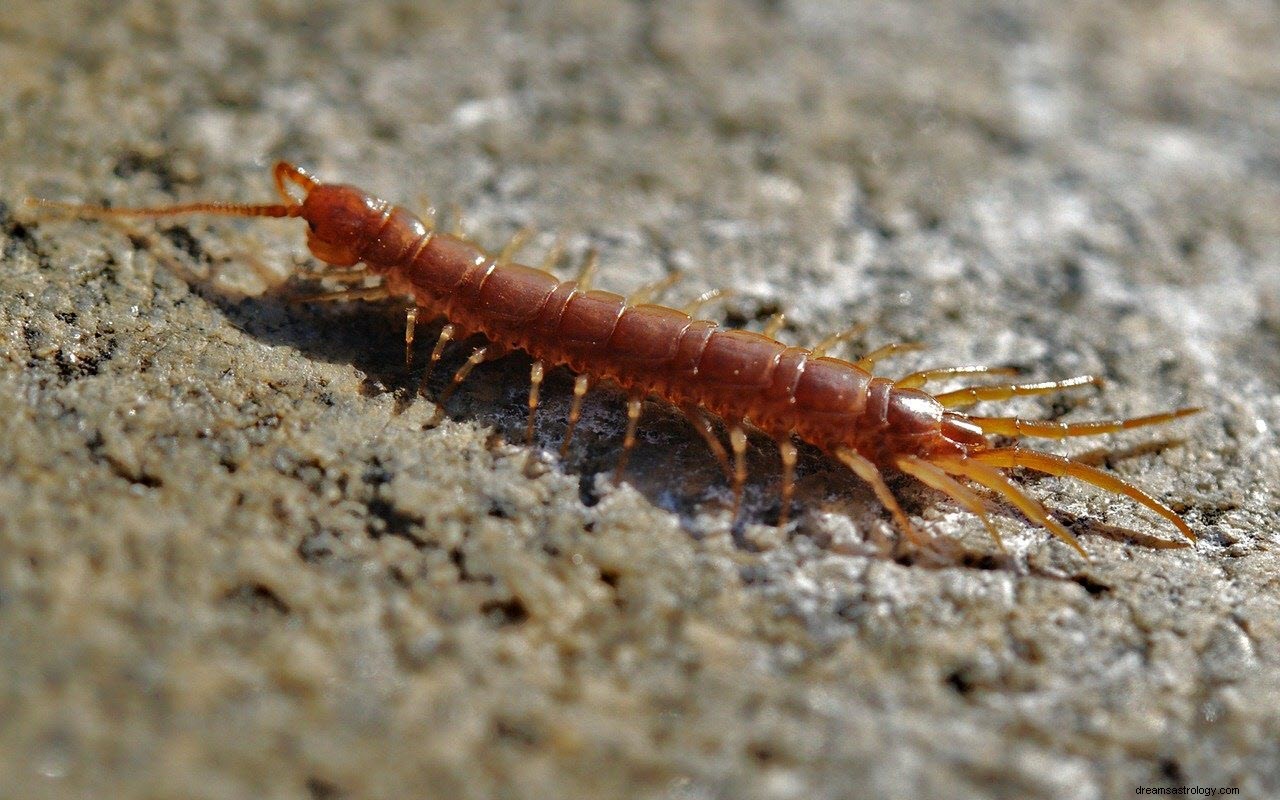 O significado e a interpretação dos sonhos com centopéias