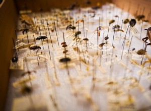 La signification et l interprétation des rêves d insectes