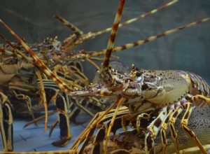 La signification et l interprétation des rêves de homard
