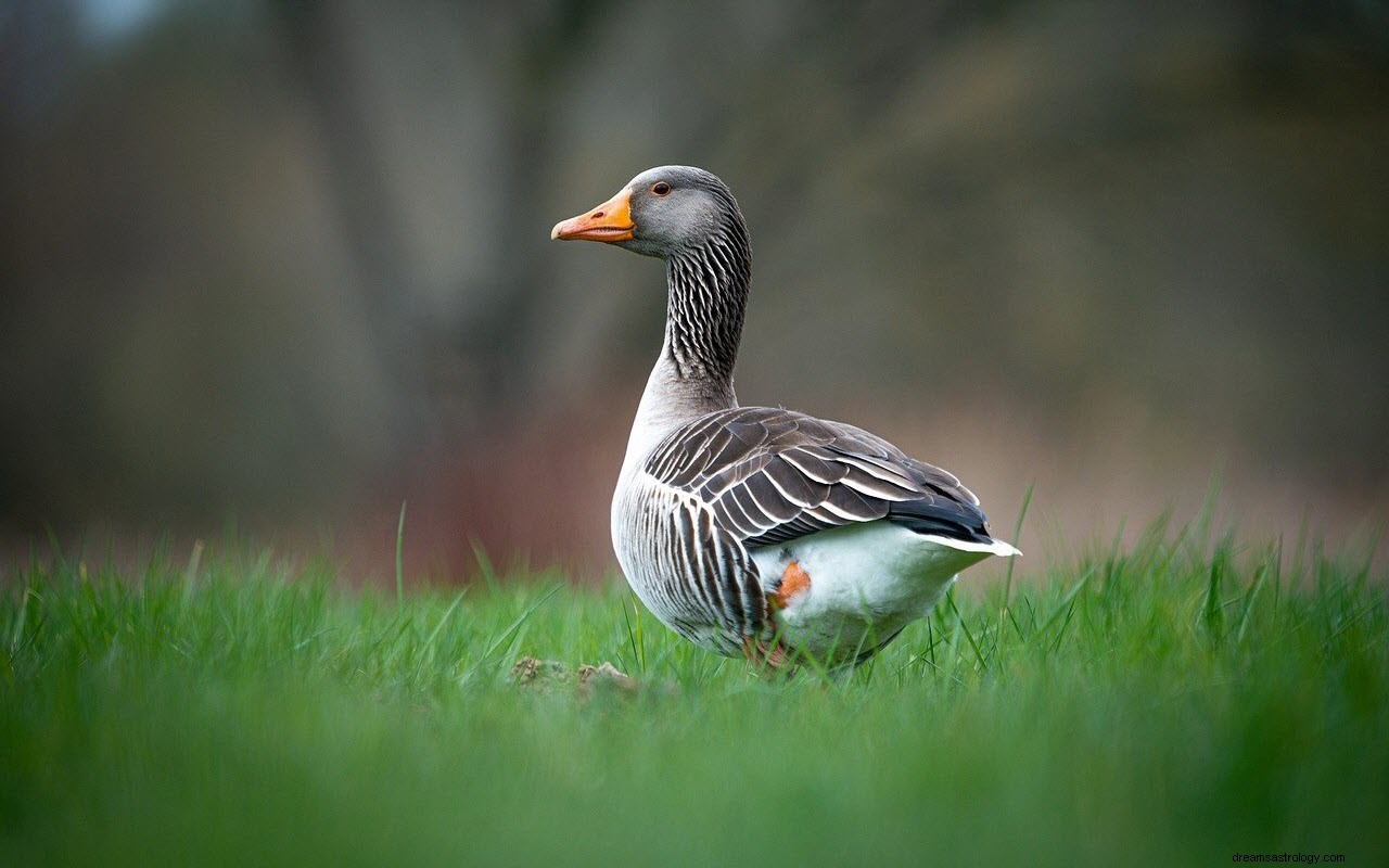 Die Bedeutung und Interpretation von Träumen über Enten