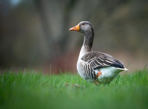 El significado y la interpretación de los sueños sobre patos