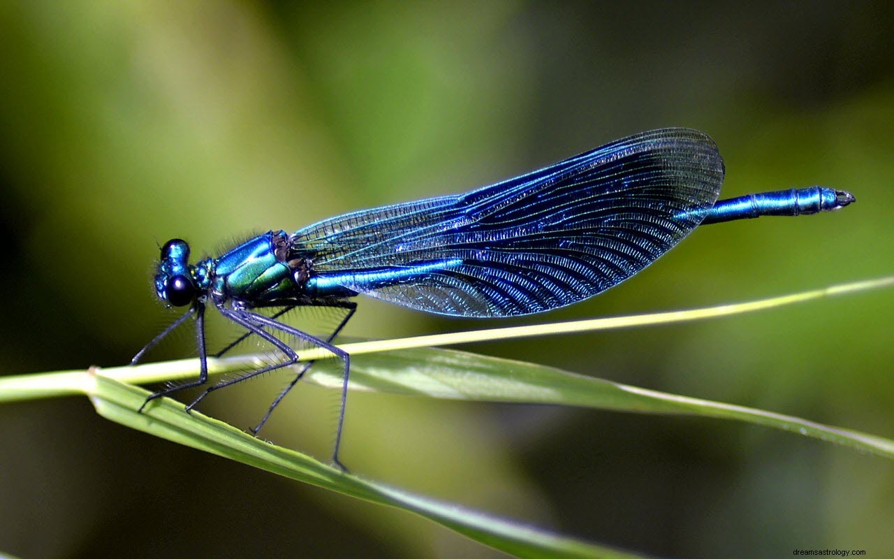 Betydningen og fortolkningen af ​​Dragonflies s drømme