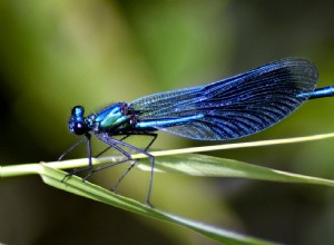 La signification et l interprétation des rêves de libellules