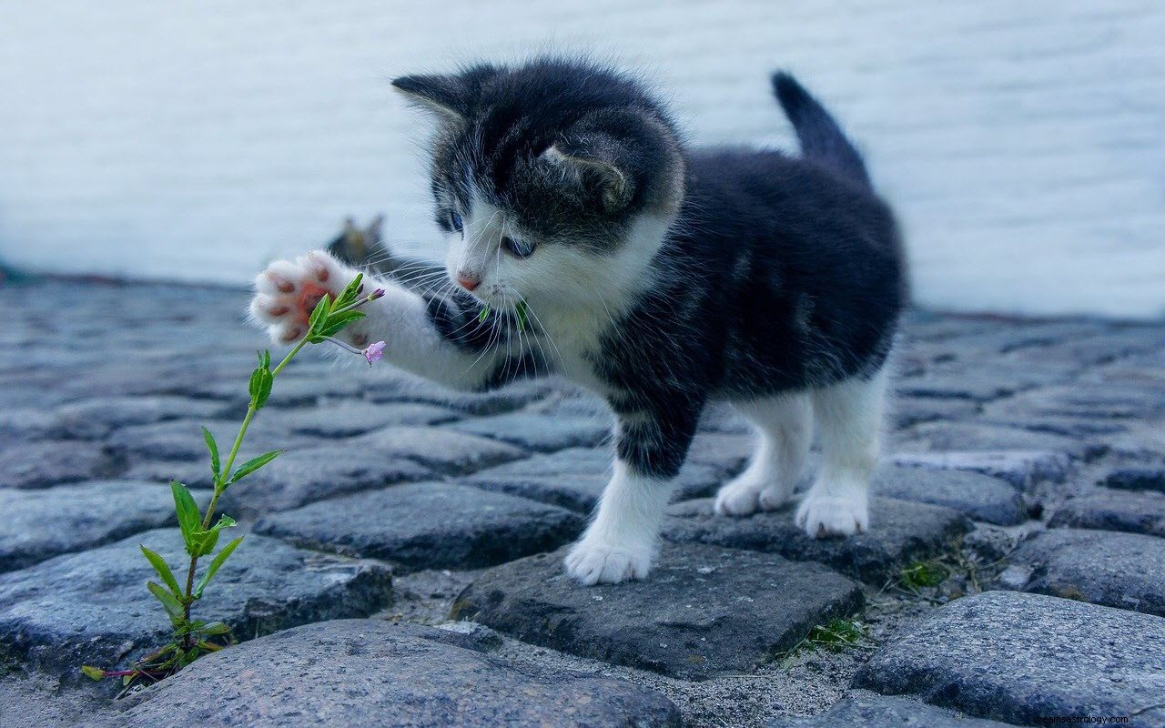 Meningen och tolkningen av att drömma om kattungar