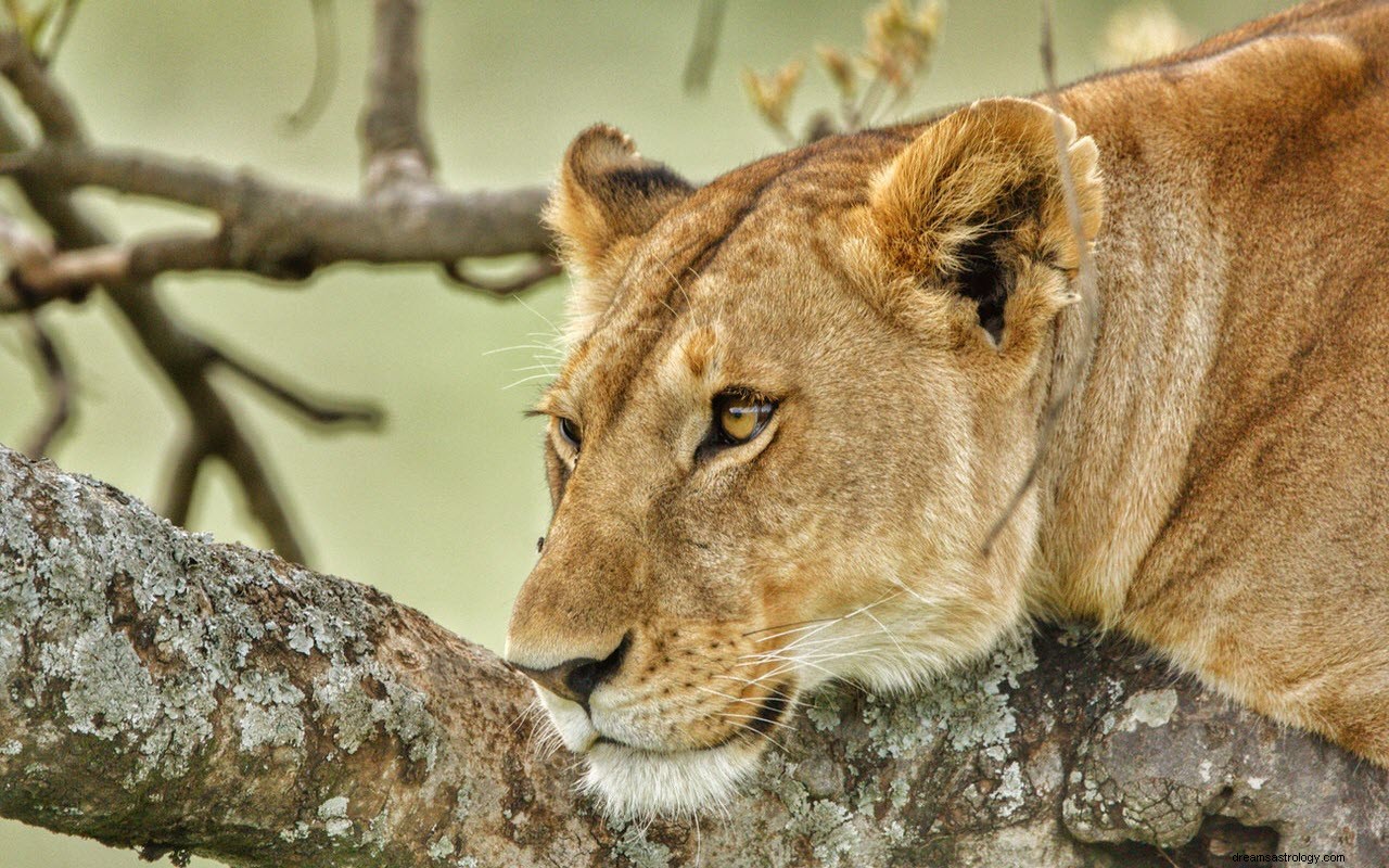 La signification et l interprétation des rêves d une lionne