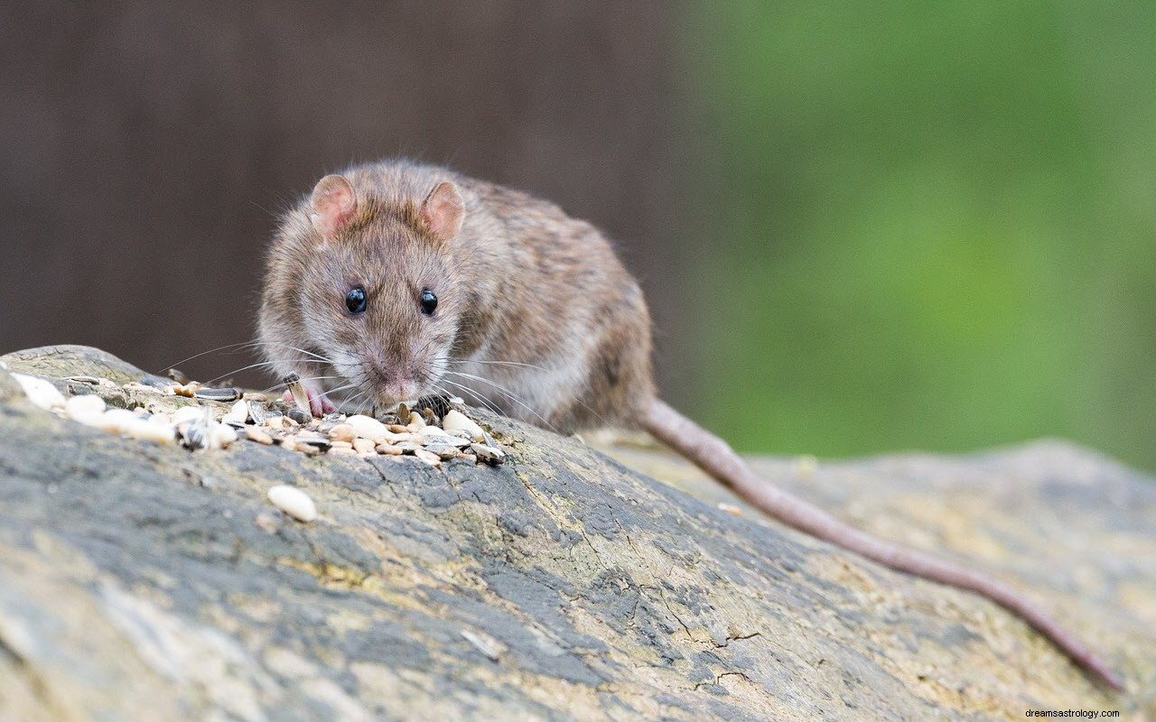 O significado e a interpretação de sonhar com ratos