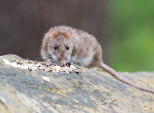 O significado e a interpretação de sonhar com ratos