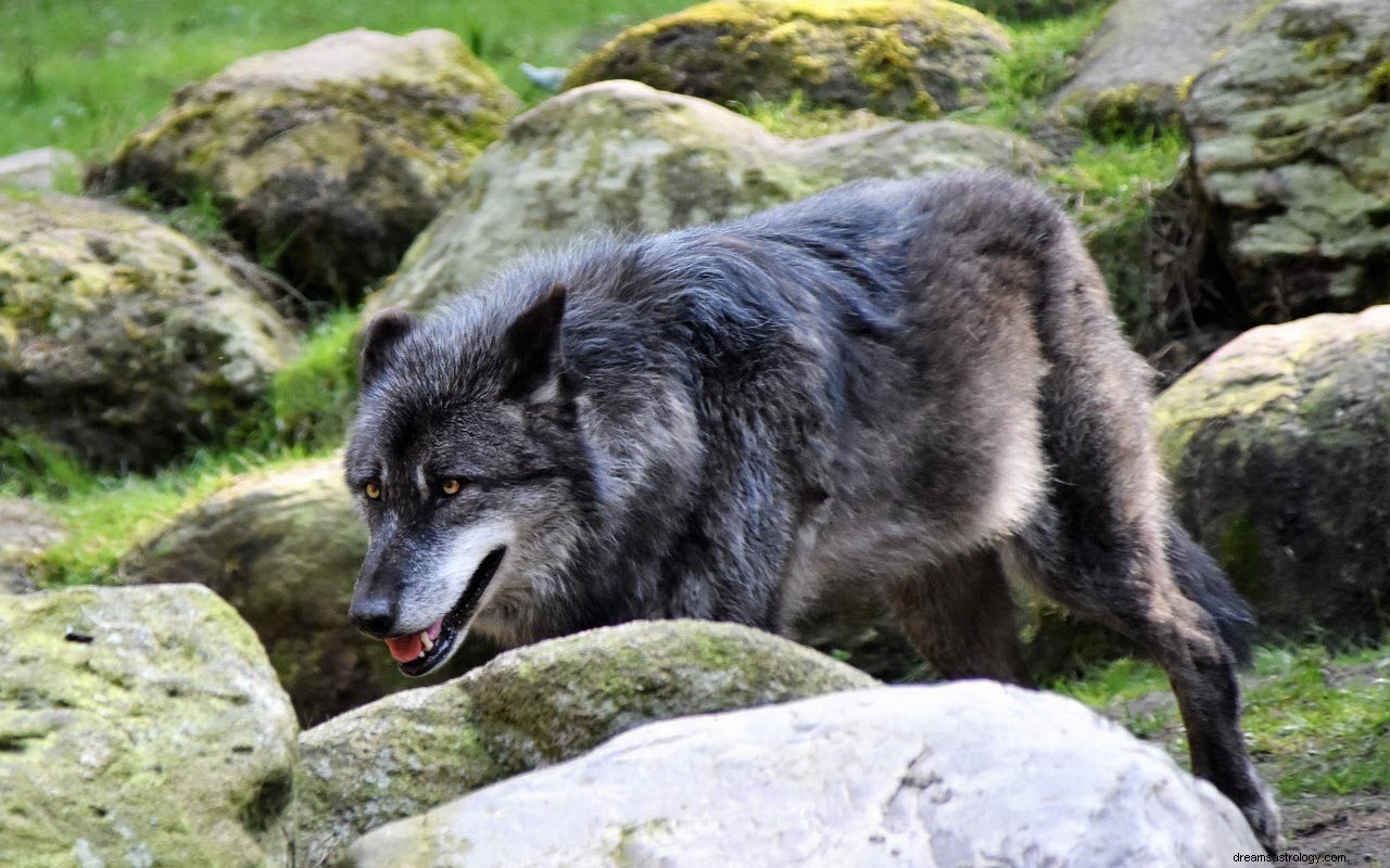 O significado e a interpretação de sonhar com lobos
