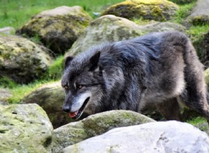 La signification et l interprétation de rêver de loups