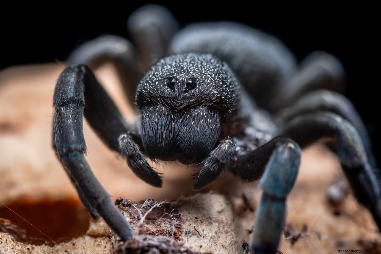 Betydan och tolkningen av drömmar om Tarantulas